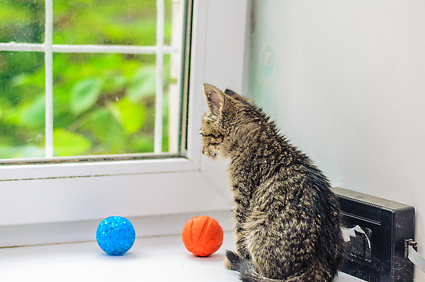 포토 JPG 해외이미지 동물 무료이미지 1 응시 어린이 백그라운드 오렌지 공 창문 포유류 주택 털 실내 사람없음 파란색 반려동물 머리카락 맑음 고양이 줄무늬 회색 흰색 시골 아기 달콤 작음 얼룩무늬 솜털 고립 해외202009 해외202105 해외포토 시선 컬러 무늬 과일 날씨 사람 내부 건물 머리 맛 크기 파일형식