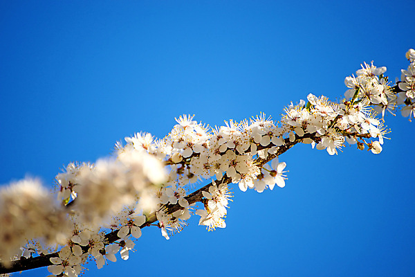포토 JPG 해외이미지 나무 식물 무료이미지 자연 하늘 사람없음 파란색 봄 벚꽃 흰색 관목 해외202009 해외202105 해외포토 계절 꽃 컬러 생태계 파일형식 무료콘텐츠