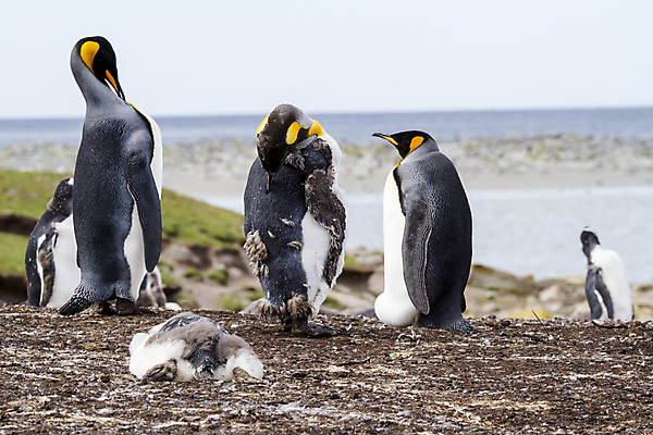 포토 JPG 해외이미지 동물 야생동물 바다 가족 자연 조류 사람없음 야외 물 환경 검은색 탐험 흰색 쌍 그룹 남아메리카 보호 북극 깃털 펭귄 퍼프 커뮤니티 물갈퀴 궤 해외202009 해외포토 멸종위기종 자연요소 컬러 컨셉 관계 아메리카 극지방 생태계 파일형식