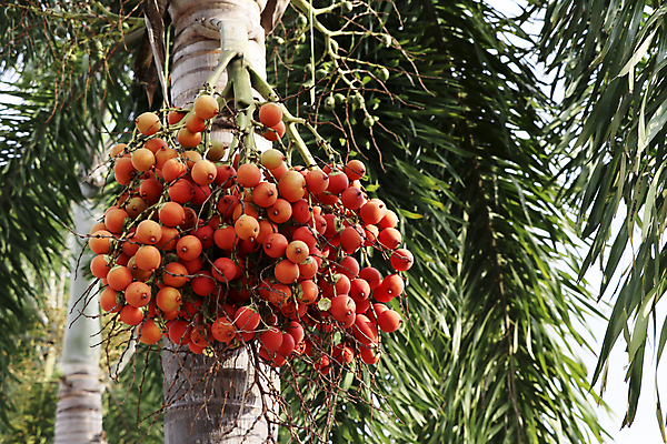포토 JPG 해외이미지 나무 식물 계절 아시아 음식 백그라운드 잎 오렌지 과일 태국 자연 건강 손바닥 씨앗 동양인 사람없음 야외 빨간색 초록색 약 정원 견과류 흰색 나뭇가지 신선 닫기 숲 인도인 다발 묘사 유기농 날것 내추럴 숙성 해외202009 해외포토 외국인 손 웰빙 나라 컬러 의학 모션 인종 생태계 파일형식