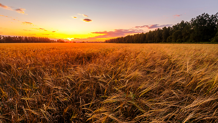 포토 JPG 해외이미지 식물 무료이미지 줄기 밭 농업 자연 옥수수 씨앗 풍경 초원 사람없음 여름 빛 햇빛 태양 농장 농경지 노란색 일출 황혼 일몰 새벽 활발 성장 광선 전원 시골 황금 저녁 낟알 땅 시리얼 밀 귀 호밀 수평선 해외202009 해외202105 해외포토 자연요소 계절 산업 음식 컬러 컨셉 곡류 신체부위 노을 전기에너지 밤 야간 생태계 파일형식 무료콘텐츠
