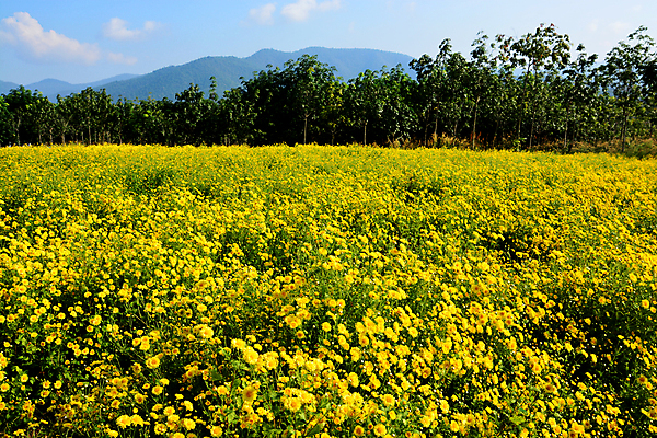 포토 JPG 해외이미지 나무 식물 무료이미지 계절 꽃잎 꽃 문화 잎 꽃무늬 밭 농업 자연 국화 건강 씨앗 풍경 사람없음 야외 초록색 햇빛 노란색 정원 일본 중국 수확 성장 벚꽃 흰색 신선 개화 약초 작음 허브 원예 타입 내추럴 생존 해외202009 해외202105 해외포토 산업 아시아 컬러 무늬 취미 태양 풀_식물 크기 생태계 파일형식 무료콘텐츠