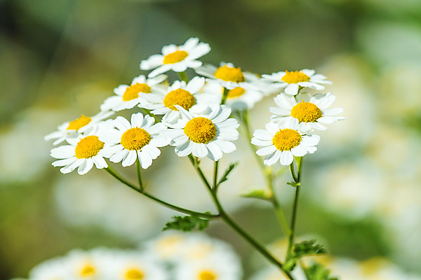 포토 JPG 해외이미지 식물 무료이미지 꽃 백그라운드 꽃무늬 자연 국화 사람없음 초록색 컬러풀 약 노란색 건강관리 흰색 달콤 약초 허브 해외202009 해외202105 해외포토 컬러 무늬 의학 건강 관리 풀_식물 맛 생태계 파일형식 무료콘텐츠
