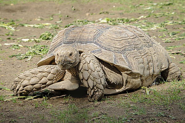 포토 JPG 해외이미지 동물 무료이미지 응시 공원 야생동물 섬 파충류 아프리카 자연 동물원 저울 종류 사람없음 야외 초록색 갈색 머리 껍질 거북이 보호 큼 땅 에콰도르 멸종 느림 거인 옛날 해외202009 해외202105 해외포토 시선 공공시설 나라 컬러 컨셉 신체부위 남아메리카 크기 생태계 파일형식