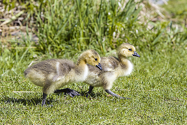 포토 JPG 해외이미지 동물 공원 길 야생동물 백그라운드 캐나다 가족 청소년 자연 조류 병아리 사람없음 야외 갈색 노란색 걷기 봄 산책 흰색 자녀 아기 그룹 작음 5월 깃털 부리 목 거위 솜털 물새 내추럴 동물상 해외202009 해외포토 계절 공공시설 컬러 북아메리카 관계 모션 휴식 사람 신체부위 조형물 날짜 크기 생태계 파일형식