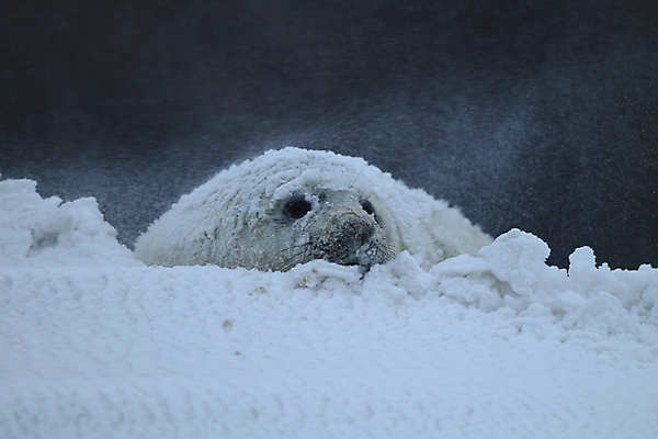포토 JPG 해외이미지 동물 유럽 야생동물 새끼 모래 바다 섬 겨울 포유류 자연 놀이 털 독일 사랑 해변 사람없음 야외 귀여움 환경 금속 회색 코트 흰색 아기 신생아 보호 물개 모래언덕 폭풍 북쪽 멸종 대서양 생태학 해외202009 약함 해외포토 계절 교육 감정 나라 컬러 컨셉 재질 날씨 사람 바다동물 외투 방향 언덕 생태계 파일형식