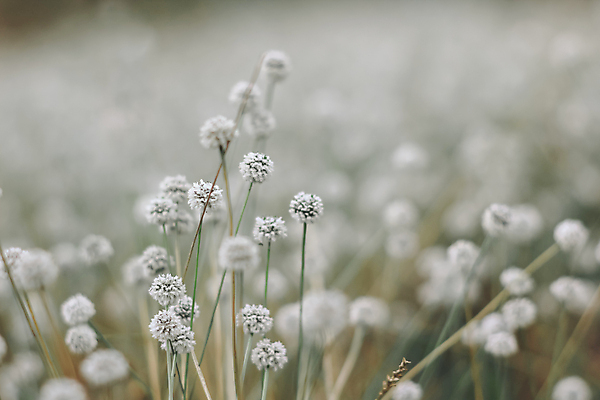 포토 JPG 해외이미지 식물 무료이미지 계절 꽃 여행 백그라운드 꽃무늬 밭 태국 자연 휴가 휴식 풍경 초원 사람없음 야외 초록색 여름 파란색 빛 농장 소풍 정원 맑음 봄 성장 벚꽃 흰색 시골 신선 원형 개화 큼 내추럴 해외202009 해외202105 해외포토 도형 아시아 컬러 컨셉 무늬 농업 날씨 야외활동 크기 생태계 파일형식
