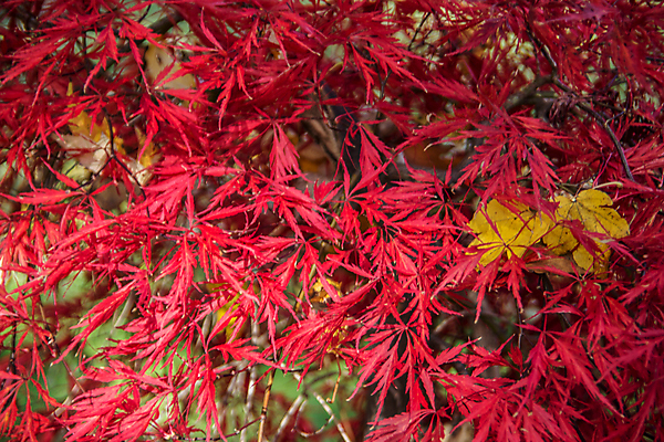 포토 JPG 해외이미지 계절 잎 하늘 전등 사람없음 빨간색 파란색 갈색 노란색 가을 나뭇가지 해외202009 해외포토 나무 식물 컬러 조명 파일형식