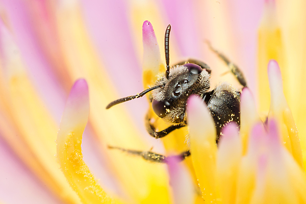 포토 JPG 해외이미지 동물 꽃 얼굴 곤충 백그라운드 컨셉 잎 패턴 자연 주택 사랑 사람없음 야외 그래픽 빨간색 초록색 물 컬러풀 노란색 정원 검은색 봄 흰색 닫기 작음 묘사 날카로움 꽃가루 내추럴 고립 해외202009 해외포토 자연요소 식물 계절 감정 컬러 무늬 모션 건물 신체부위 크기 가루 생태계 파일형식