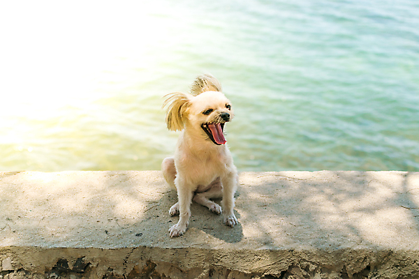 포토 JPG 해외이미지 한마리 바다 여행 사람없음 야외 반려동물 개 해외202009 해외포토 동물 1 포유류 파일형식