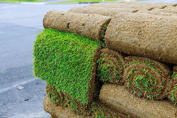 포토 JPG 해외이미지 식물 지구 밭 자연 풍경 잔디 초원 사람없음 야외 초록색 쌓기 우주 환경 정원 흙 줄무늬 성장 덮개 신선 서비스 원예 조경 롤 내추럴 땅바닥 설치 원예사 그리너리 해외202009 깎기 해외포토 직업 컬러 무늬 농업 모션 바닥 취미 뚜껑 생태계 파일형식 트랜드컬러