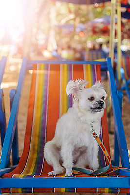 포토 JPG 해외이미지 한마리 여행 의자 앉기 사람없음 야외 반려동물 개 해외202009 해외포토 동물 1 가구 포유류 모션 파일형식