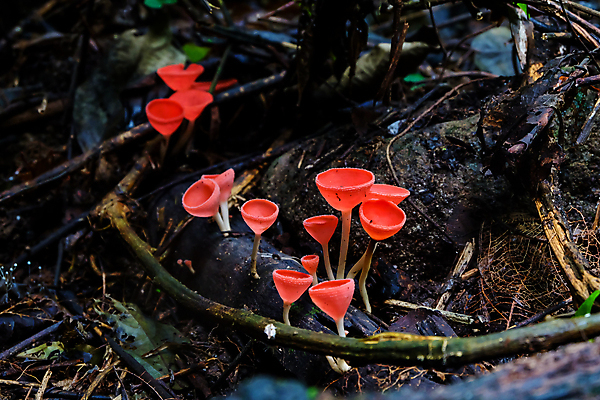 포토 JPG 해외이미지 나무 식물 계절 공원 분홍색 백그라운드 잎 오렌지 태국 자연 사람없음 야외 목재 컵 빨간색 초록색 물 빛 컬러풀 환경 검은색 버섯 봄 젖음 신선 그룹 떨어짐 숲 작음 샴페인 질감 내추럴 곰팡이 화상 해외202009 해외포토 자연요소 식기 공공시설 아시아 컬러 컨셉 과일 재료 주류 상처 크기 생태계 파일형식