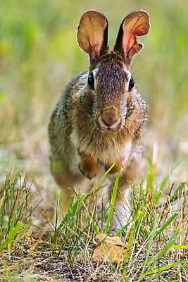 포토 JPG 해외이미지 동물 야생동물 포유류 사람없음 토끼 설치류 해외202009 해외포토 반려동물 파일형식