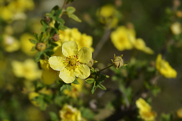 포토 JPG 해외이미지 식물 꽃 잎 자연 사람없음 야외 초록색 노란색 정원 닫기 관목 해외202009 해외포토 나무 컬러 모션 생태계 파일형식