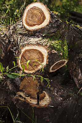 포토 JPG 해외이미지 나무 식물 공원 선 조각 백그라운드 단풍 부분 자연 표면 사람없음 야외 목재 초록색 갈색 환경 줄무늬 반지 원형 역사 널 정상 숲 자르기 에코 유기농 질감 나무껍질 내추럴 삭제 땅바닥 생태학 수목 옛날 해외202009 해외포토 도형 웰빙 공공시설 교육 컬러 잎 무늬 재료 장신구 모션 바닥 껍질 생태계 파일형식