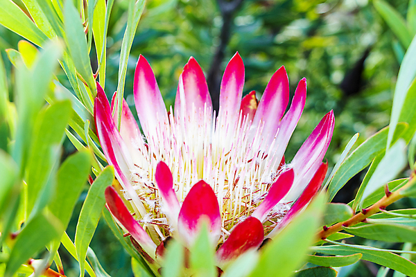 포토 JPG 해외이미지 식물 꽃잎 꽃 분홍색 꽃무늬 패턴 아프리카 자연 사람없음 빨간색 컬러풀 정원 벚꽃 흰색 왕 설탕 묘사 식물원 내추럴 남아프리카 이국적 케이프타운 해외202009 해외포토 나라 컬러 무늬 생태계 남아프리카공화국 파일형식