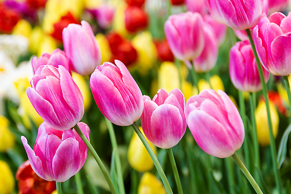 포토 JPG 해외이미지 식물 무료이미지 꽃 분홍색 잎 자연 사랑 씨앗 사람없음 빨간색 여름 노란색 정원 봄 튤립 흰색 심볼 네덜란드 유전 해외202009 해외202105 해외포토 계절 감정 유럽 컬러 생태계 파일형식 무료콘텐츠