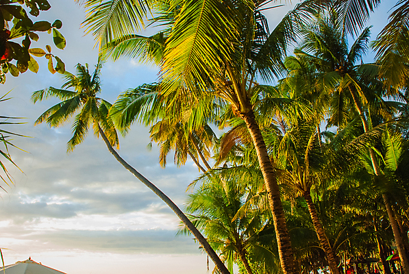 포토 JPG 해외이미지 나무 구름 모래 바다 섬 여행 하늘색 백그라운드 의자 우산 자연 하늘 휴식 손바닥 풍경 사람없음 야외 초록색 물 여름 파란색 정원 침대 보트 휴게실 휴양지 선베드 코코넛 보라카이 가림막 줄서기 터키석 파라다이스 수평선 해외202009 해외포토 자연요소 식물 손 계절 컬러 가구 컨셉 배_교통 과일 모션 필리핀 장소 보석 생태계 파일형식