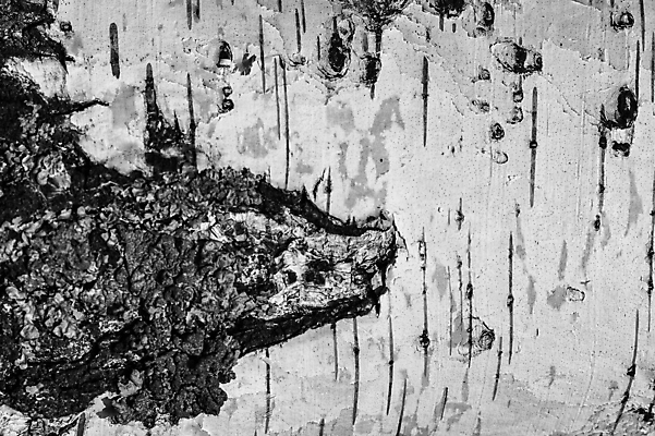 포토 JPG 해외이미지 나무 식물 디자인 줄기 백그라운드 패턴 자연 표면 추상 사람없음 목재 빛 검은색 회색 흰색 거친 숲 묘사 유기농 질감 나무껍질 자작나무 내추럴 수목 옛날 해외202009 해외포토 웰빙 컬러 무늬 재료 껍질 생태계 파일형식