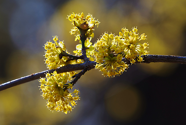 포토 JPG 해외이미지 나무 식물 계절 공원 꽃잎 꽃 유럽 백그라운드 잎 꽃무늬 자연 하늘 사람없음 야외 목재 초록색 파란색 노란색 정원 맑음 봄 벚꽃 흰색 나뭇가지 신선 개화 체리 닫기 관목 속도 싱글 내추럴 해외202009 해외포토 공공시설 나라 컬러 무늬 과일 재료 모션 날씨 생태계 파일형식