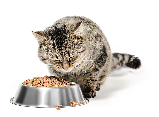 포토 JPG 해외이미지 동물 행복 음식 사람없음 반려동물 고양이 사발 개 먹이 먹기 배고픔 가득함 흰배경 고립 수유 해외202009 해외포토 감정 백그라운드 포유류 모션 흰색 사기그릇 파일형식