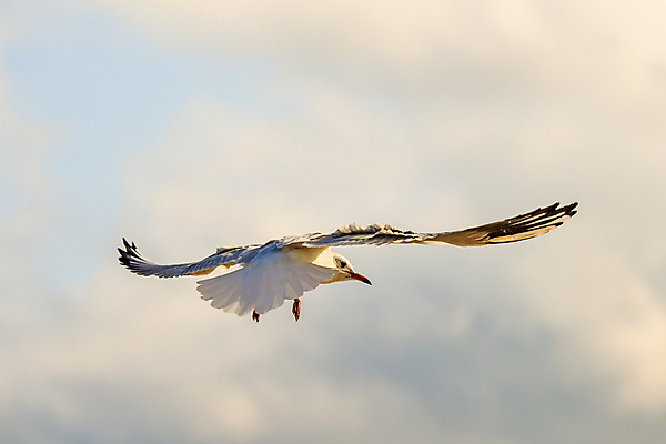 포토 JPG 해외이미지 동물 야생동물 조류 하늘 사람없음 파란색 싱글 폴란드 동물상 해외202009 해외포토 유럽 컬러 조형물 파일형식
