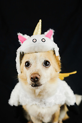 포토 JPG 해외이미지 스튜디오촬영 동물 응시 행복 새끼 무지개 포유류 휴가 뿔 앉기 사람없음 반려동물 장난감 파티 생일 유머 개 강아지 작음 옷입기 변장 송곳니 고립 기르기 유니콘 특별함 해외202009 해외포토 자연요소 시선 기념일 감정 컨셉 모션 실내 이벤트 치아 크기 돌봄 파일형식