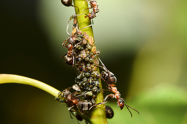 포토 JPG 해외이미지 동물 곤충 날개 자연 사람없음 사냥 육식동물 개미 식민지 해외202009 해외포토 생태계 파일형식