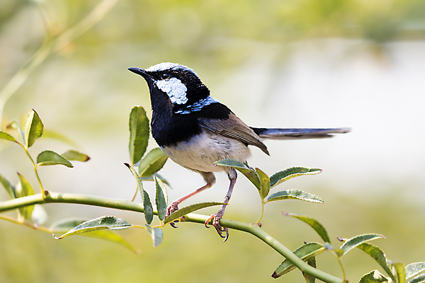 포토 JPG 해외이미지 나무 식물 동물 응시 야생동물 잎 자연 조류 흑백 사람없음 야외 초록색 파란색 컬러풀 머리 정원 검은색 줄무늬 활발 흰색 나뭇가지 우아함 호주 깃털 부리 동물상 해외202009 해외포토 시선 컬러 컨셉 무늬 촬영기법 신체부위 조형물 오세아니아 생태계 파일형식