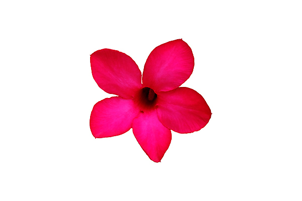 포토 JPG 해외이미지 식물 1 디자인 꽃잎 꽃 줄기 분홍색 꽃다발 백그라운드 잎 꽃무늬 패턴 데이트 자연 벽지 부활절 씨앗 풍경 사람없음 장식 빨간색 초록색 여름 노란색 머리 힘 봄 벚꽃 흰색 신선 개화 자르기 싱글 데이지 장면 고립 해외202009 해외포토 계절 기념일 컬러 무늬 모션 신체부위 생태계 파일형식