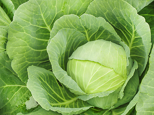 포토 JPG 해외이미지 식물 무료이미지 음식 백그라운드 잎 밭 농업 다이어트 채소 재료 자연 건강 사람없음 야외 초록색 여름 농작물 농장 머리 정원 샐러드 수확 성장 흰색 신선 큼 유기농 원예 양배추 날것 비타민 내추럴 숙성 채식주의자 해외202009 해외202105 해외포토 웰빙 계절 산업 컬러 취미 신체부위 크기 생태계 채식 영양소 파일형식 무료콘텐츠