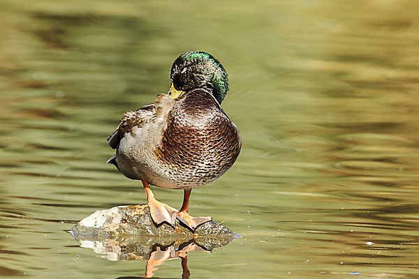포토 JPG 해외이미지 동물 공원 여자 남자 호수 얼굴 야생동물 백그라운드 자연 조류 오리 사람없음 야외 초록색 물 컬러풀 반사 갈색 노란색 머리 환경 연못 닫기 씻기 청소 깃털 부리 목 물새 청둥오리 물갈퀴 내추럴 동물상 양발 워싱턴 해외202009 해외포토 자연요소 공공시설 컬러 모션 사람 신체부위 조형물 미국 청결 생태계 파일형식