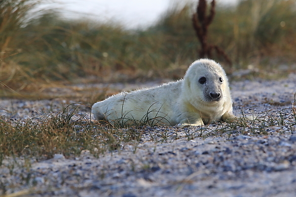 포토 JPG 해외이미지 동물 유럽 야생동물 새끼 모래 바다 섬 겨울 포유류 자연 놀이 털 독일 사랑 해변 사람없음 야외 귀여움 환경 금속 회색 코트 흰색 아기 신생아 보호 물개 모래언덕 북쪽 멸종 대서양 생태학 해외202009 약함 해외포토 계절 교육 감정 나라 컬러 컨셉 재질 사람 바다동물 외투 방향 언덕 생태계 파일형식