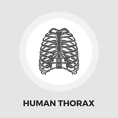 EPS 해외이미지 모델 과학 신체 일러스트 해부 뼈 골격 건강 사람 그래픽 약 고통 척추 오브젝트 생물학 새장 갈비뼈 궤 해외202009 해외일러스트 교육 감정 의학 케이지 파일형식 벡터