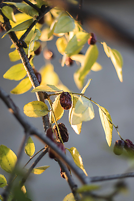 포토 JPG 해외이미지 음식 채소 과일 콩 사람없음 망고 국산 해외202009 해외포토 곡류 열대과일 파일형식