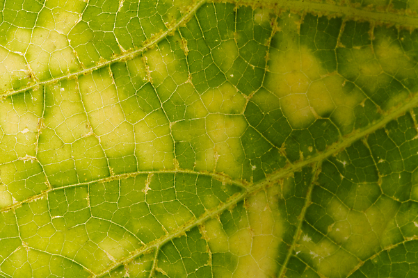 포토 JPG 해외이미지 나무 식물 디자인 과학 백그라운드 잎 자연 벽지 표면 추상 세포 사람없음 초록색 여름 햇빛 노란색 환경 정원 봄 성장 신선 투명 큼 허브 묘사 유기농 질감 생물학 리빙 정맥 내추럴 생태학 이국적 해외202009 해외포토 웰빙 계절 교육 컬러 무늬 태양 크기 생태계 혈관 파일형식