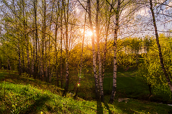 포토 JPG 해외이미지 나무 야생동물 줄기 잎 자연 날씨 휴식 그림자 풍경 사람없음 빛 햇빛 태양 일출 환경 화목 침묵 일몰 봄 새벽 성장 광선 전원 신선 숲 땅 러시아 북쪽 자작나무 생태학 해외202009 해외포토 자연요소 식물 동물 계절 교육 유럽 컨셉 노을 소리 전기에너지 방향 생태계 파일형식