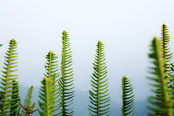 포토 JPG 해외이미지 나무 식물 계절 백그라운드 잎 겨울 자연 추상 산 바닥 풍경 사람없음 야외 초록색 환경 봄 안개 성장 신선 연기 숲 묘사 질감 내추럴 양치류 그리너리 해외202009 해외포토 컬러 무늬 날씨 생태계 파일형식 트랜드컬러