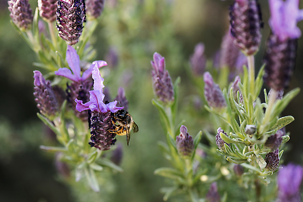 포토 JPG 해외이미지 식물 동물 꽃잎 꽃 야생동물 곤충 백그라운드 꽃무늬 밭 자연 사람없음 초록색 여름 파란색 컬러풀 머리 정원 맑음 보라색 봄 줄무늬 프랑스 벚꽃 개화 닫기 먹이 벌 수집 허브 제비꽃 향기 아로마 먼지 꽃가루 꿀 라벤더 찌르기 내추럴 프랑스어 수유 해외202009 해외포토 문자 계절 유럽 컬러 무늬 농업 모션 날씨 신체부위 가루 생태계 냄새 파일형식