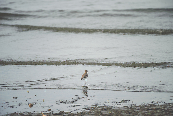 포토 JPG 해외이미지 나무 식물 동물 공원 야생동물 바다 자연 조류 하늘 어류 앉기 사람없음 야외 초록색 강 컬러풀 갈색 정원 흰색 나뭇가지 관찰 황무지 습지 작음 깃털 사냥 부리 동물상 해외202009 해외포토 공공시설 컬러 모션 조형물 수중동물 크기 생태계 파일형식