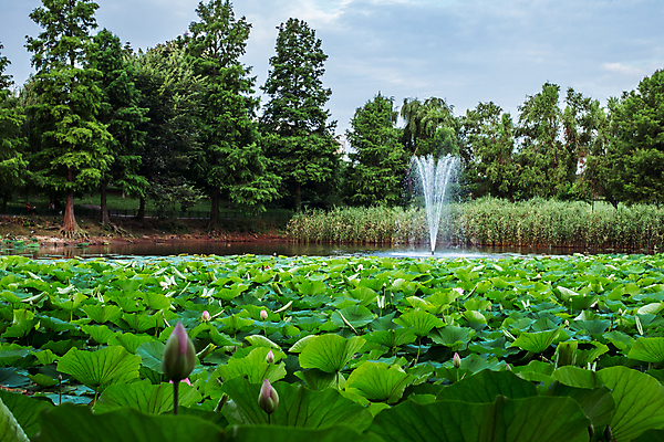 포토 JPG 해외이미지 식물 꽃잎 꽃 호수 줄기 분홍색 잎 자연 이집트 동양인 사람없음 초록색 물 평화 정원 고요 봄 벚꽃 연못 개화 순수 신성 부쿠레슈티 해외202009 해외포토 자연요소 계절 컬러 컨셉 아프리카 인종 생태계 루마니아 파일형식