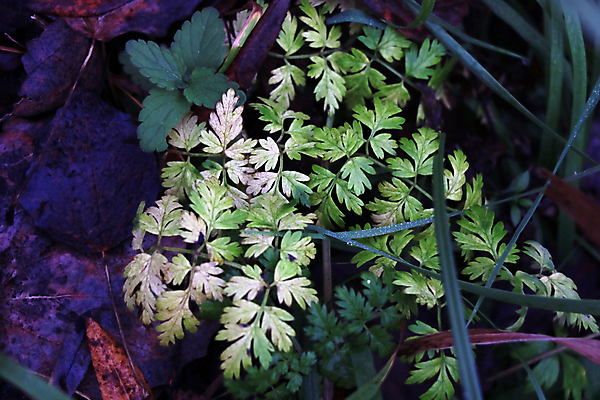 포토 JPG 해외이미지 식물 계절 줄기 백그라운드 밭 자연 하늘 바람 건조 풍경 초원 사람없음 야외 초록색 여름 농작물 태양 농장 노란색 환경 정원 맑음 봄 성장 시골 황금 낟알 땅 시리얼 밀 장면 침엽수 내추럴 노란배경 우크라이나 특별함 해외202009 해외포토 자연요소 나무 유럽 음식 컬러 컨셉 농업 날씨 곡류 생태계 파일형식