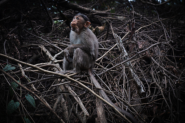 포토 JPG 해외이미지 나무 식물 동물 척추동물 한마리 아시아 여행 포유류 자연 앉기 사람없음 야외 아웃포커스 가로 컬러풀 원숭이 숲 땅 생태계 해외202009 해외포토 1 나라 컬러 모션 촬영기법 파일형식