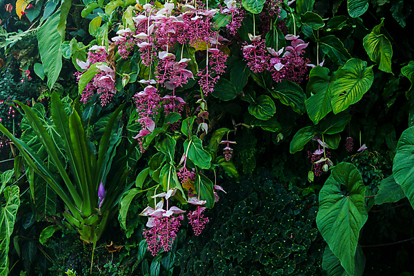 포토 JPG 해외이미지 모양 식물 공원 열매 꽃 야생동물 음식 분홍색 잎 과일 자연 포도 매달리기 종류 동양인 사람없음 초록색 컬러풀 노란색 정원 보라색 만 난초 혼합 숲 큼 열대우림 다발 관목 상록수 말레이시아 싱가폴 숙성 많음 해외202009 해외포토 나무 동물 공공시설 아시아 컬러 컨셉 모션 인종 크기 생태계 파일형식