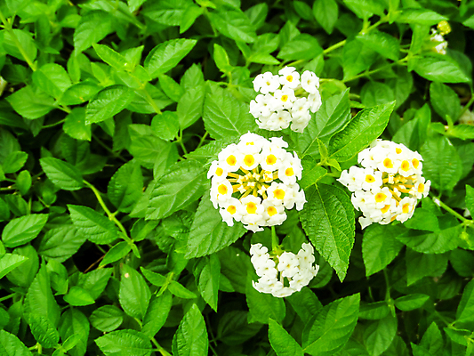 포토 JPG 해외이미지 식물 캐릭터 계절 공원 꽃잎 꽃 아시아 분홍색 백그라운드 잎 꽃무늬 오렌지 자연 사람없음 야외 장식 빨간색 초록색 울타리 컬러풀 정원 봄 벚꽃 직물 개화 황금 허브 관목 묘사 내추럴 해외202009 해외포토 나무 공공시설 나라 컬러 무늬 과일 담장 생태계 파일형식