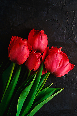 포토 JPG 해외이미지 식물 무료이미지 디자인 계절 꽃 꽃다발 백그라운드 컨셉 꽃무늬 자연 추상 선물 사랑 사람없음 빨간색 초록색 검은색 축제 어둠 놀람 봄 활발 낭만 튤립 벚꽃 축하 인사 신선 신용카드 우아함 다발 질감 내추럴 카피스페이스 해외202009 해외202105 해외포토 감정 컬러 무늬 표정 금융 공백 예절 생태계 파일형식 무료콘텐츠