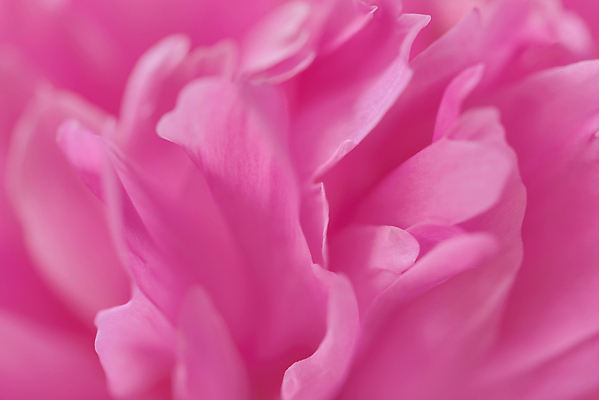 포토 JPG 해외이미지 꽃잎 꽃 분홍색 백그라운드 사람없음 빨간색 장미 흰색 소프트포커스 질감 부드러움 해외202009 해외포토 식물 컬러 촬영기법 감각 파일형식