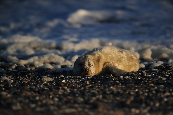 포토 JPG 해외이미지 동물 유럽 야생동물 새끼 모래 바다 섬 겨울 포유류 자연 놀이 털 독일 사랑 해변 사람없음 야외 귀여움 환경 금속 회색 코트 흰색 아기 신생아 보호 물개 모래언덕 북쪽 멸종 대서양 생태학 해외202009 약함 해외포토 계절 교육 감정 나라 컬러 컨셉 재질 사람 바다동물 외투 방향 언덕 생태계 파일형식