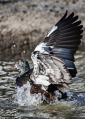 포토 JPG 해외이미지 동물 호수 야생동물 바다 날개 모션 자연 조류 오리 서기 사람없음 야외 가로 물 강 반사 수영 덮개 닫기 습지 강가 깃털 부리 거위 물새 계산서 동물상 땅바닥 해외202009 해외포토 자연요소 바닥 조형물 뚜껑 수상스포츠 생태계 파일형식